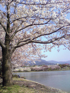 hanami08041205.jpg
