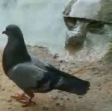 亀VS鳩、蟹、猫 他