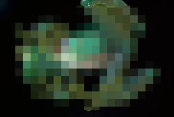 Click to enlarge kimoikaeru.jpg
