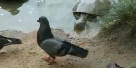 亀VS鳩、蟹、猫 他