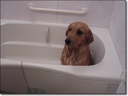 犬の輸血