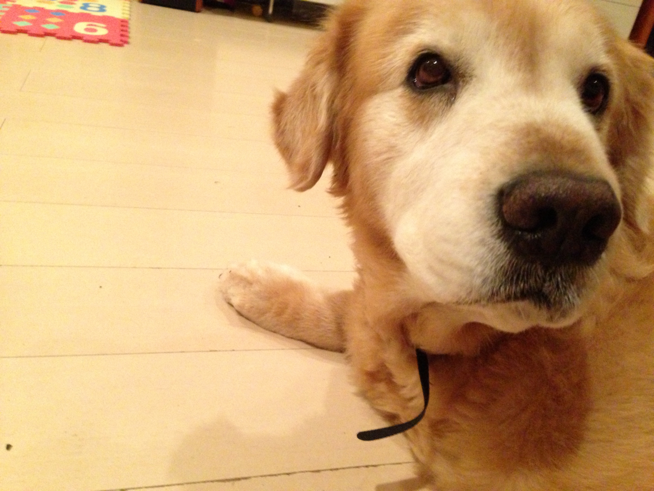 愛犬の健康管理ができる「わんダント」を使ってみた